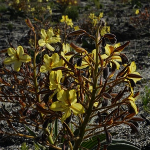 Wachendorphia paniculata